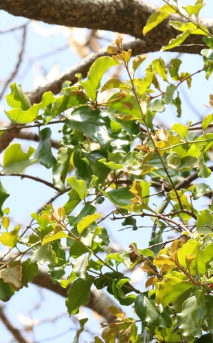 Image of Taxillus chinensis by no rights reserved