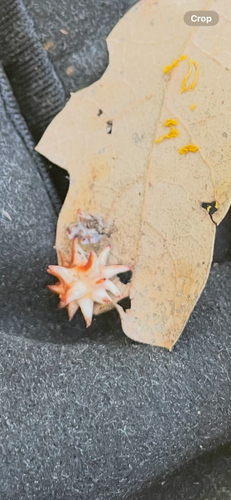 iNaturalist observation photo of Oak Gall Wasps
