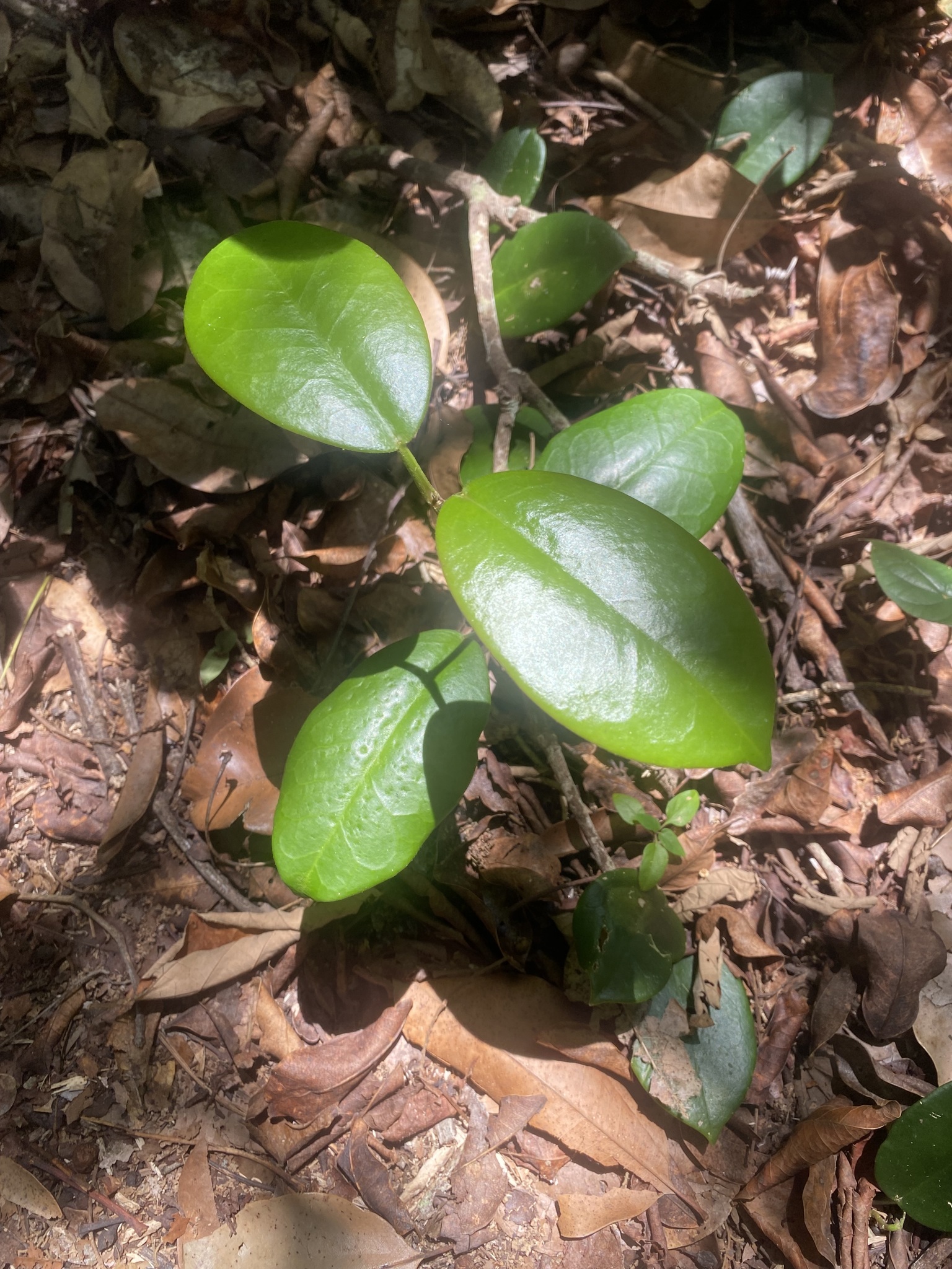 Imagem de Flor-de-cera