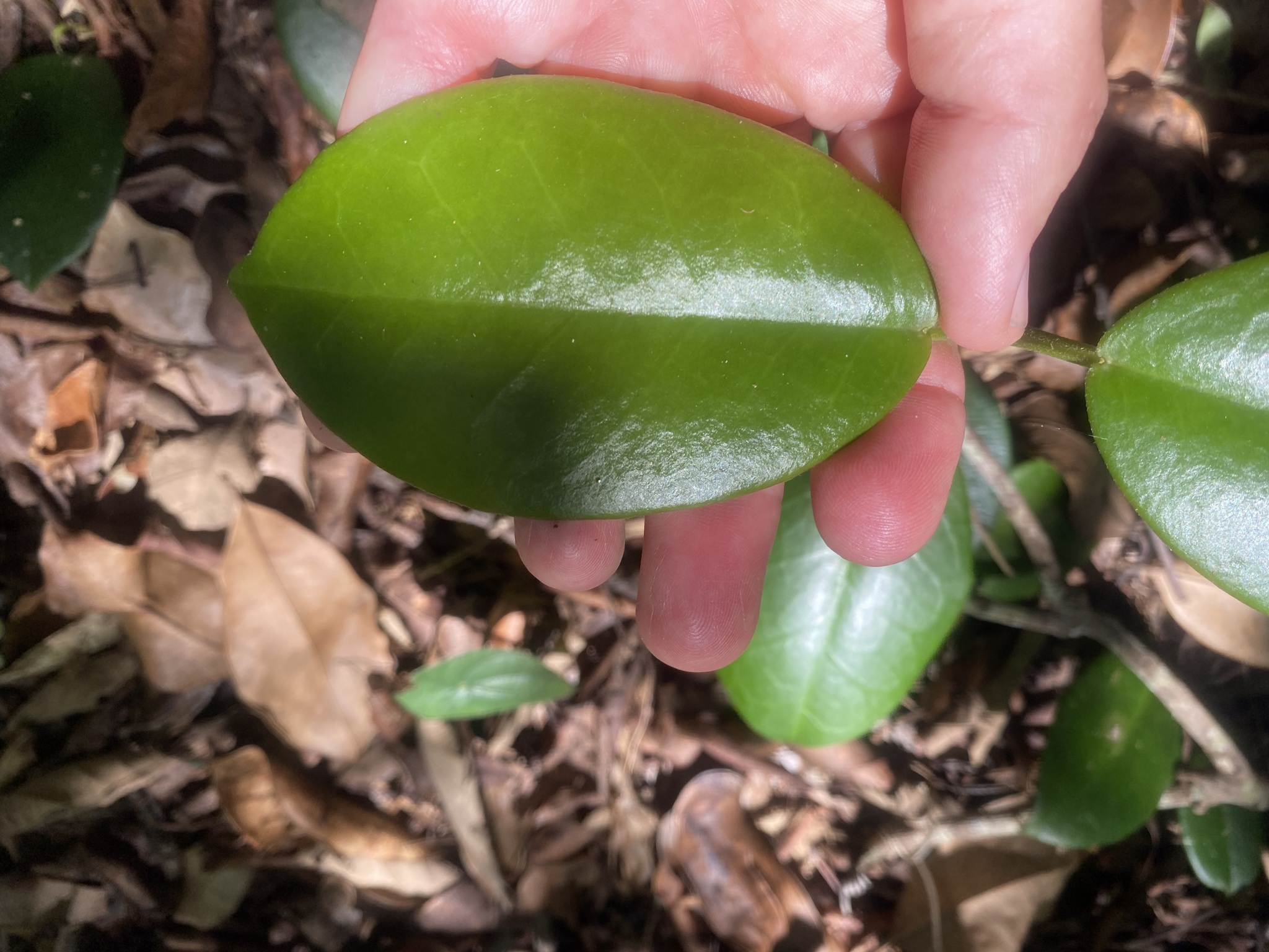 Imagem de Flor-de-cera
