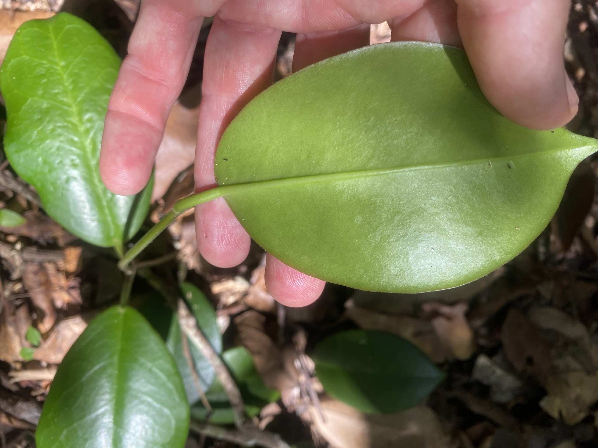Imagem de Flor-de-cera
