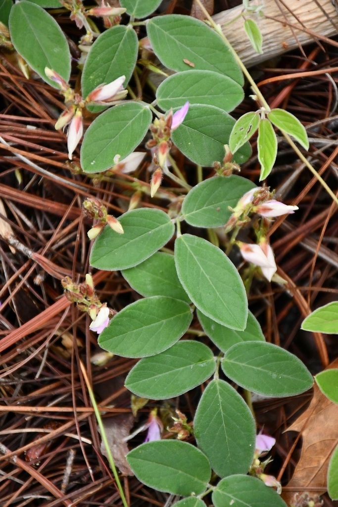 Clitoria polystachya