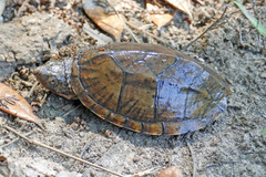 Sternotherus minor