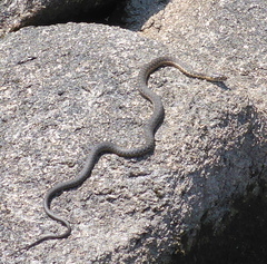 Thamnophis couchii