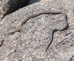 Thamnophis couchii