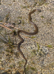 Thamnophis couchii