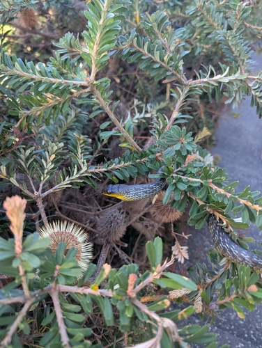 Common Tree Snake sighting