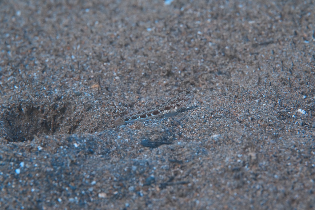 Longjaw Shrimpgoby