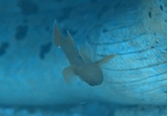 Brick Goby photo 2