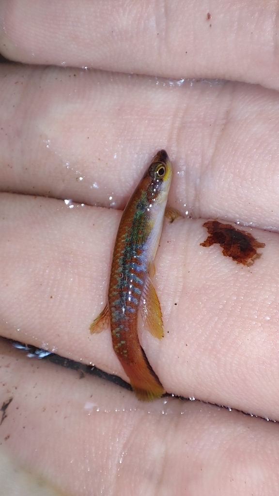Rivulus d'Agila (Laimosemion agilae)