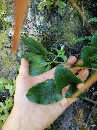 Image of Knowltonia vesicatoria by (c) James Rodger, some rights reserved (CC BY)