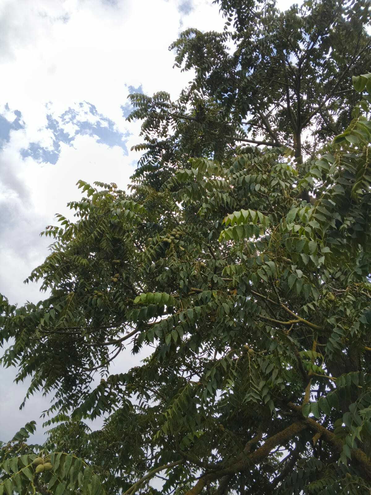 Imagem de Nogal colombiano