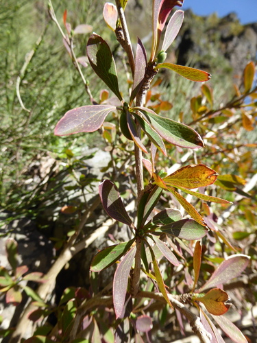 Berberis maderensis, photograph 2