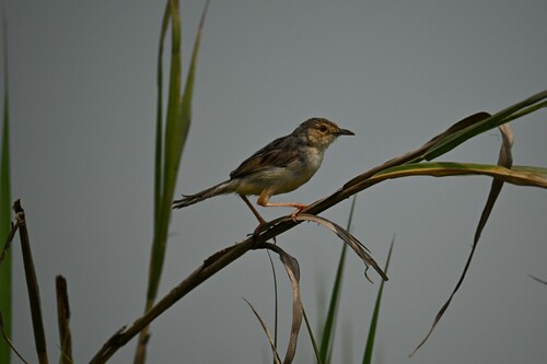 Winding Cisticola