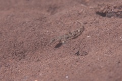 Longspot Shrimpgoby photo 2