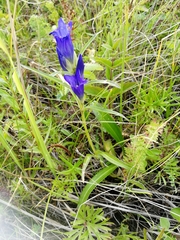 Gentiana decumbens