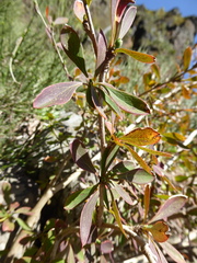 (c) fmunoz, some rights reserved (CC BY) Berberis maderensis, photograph (c) fmunoz, some rights reserved (CC BY)