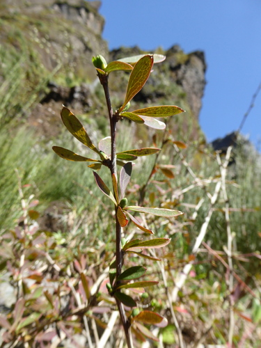 Berberis maderensis