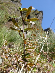 (c) fmunoz, some rights reserved (CC BY) Berberis maderensis, photograph (c) fmunoz, some rights reserved (CC BY)