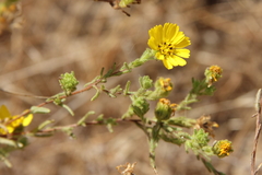 Deinandra corymbosa