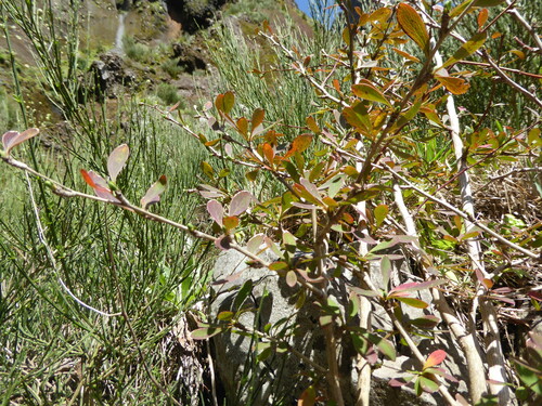 Berberis maderensis, photograph 5
