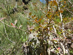 (c) fmunoz, some rights reserved (CC BY) Berberis maderensis, photograph (c) fmunoz, some rights reserved (CC BY)