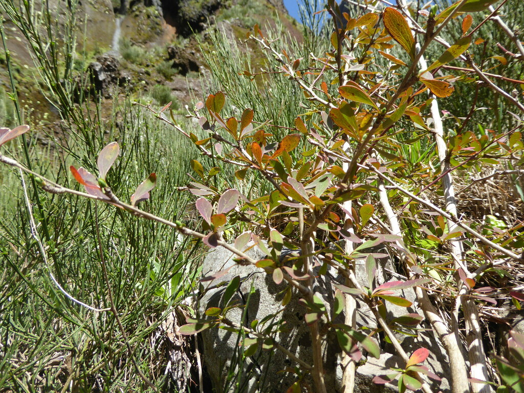 Berberis maderensis; photograph (c) fmunoz, some rights reserved (CC BY)