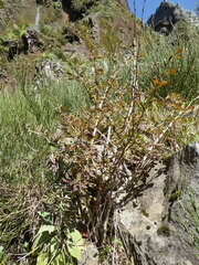 Berberis maderensis, photograph (c) fmunoz, some rights reserved (CC BY)