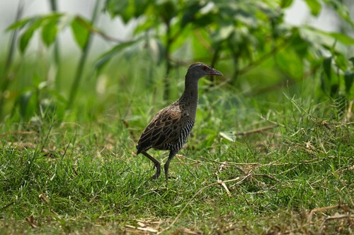 African Crake
