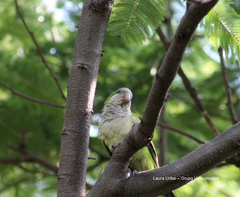 Myiopsitta monachus