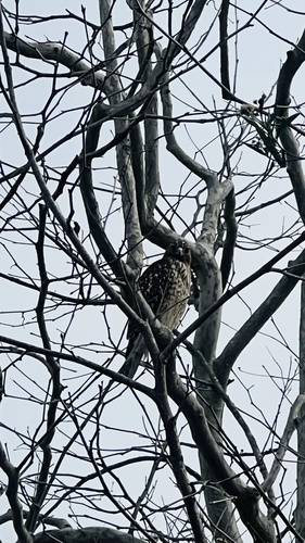 iNaturalist observation photo of Red-shouldered Hawk