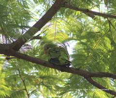 Myiopsitta monachus