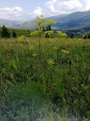 Peucedanum morisonii