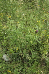 Cirsium ciliatum