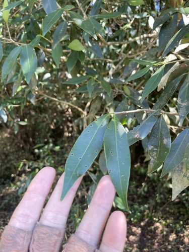 Foto de Ubajay