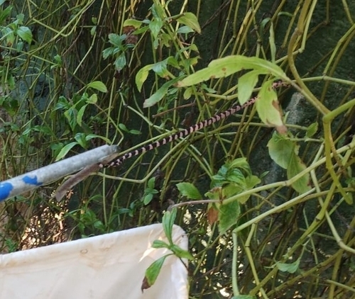 Yucatán Blunt-headed Tree Snake