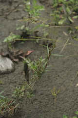 Chamaenerion colchicum