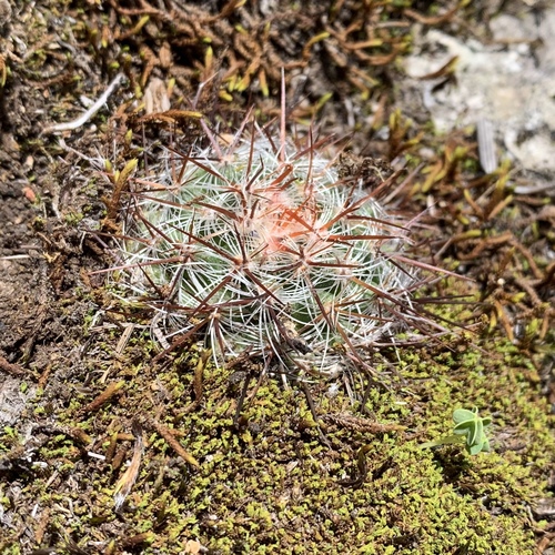 Mammillaria deherdtiana
