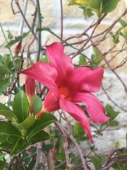 Apocynoideae