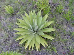 Agave lyobaa