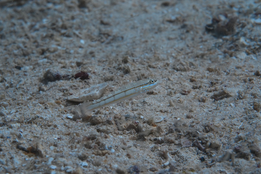 Parva sleeper goby (Valenciennea parva) — Gobiidae