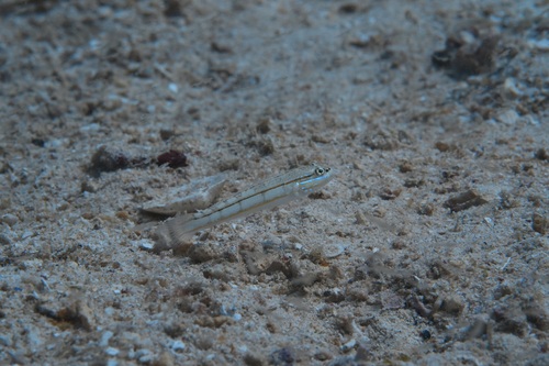 Parva sleeper goby (Valenciennea parva) — Gobiidae