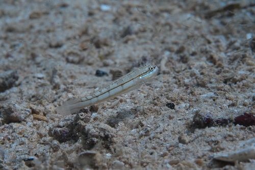 Parva sleeper goby (Valenciennea parva) — Gobiidae