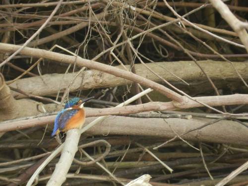 Malachite Kingfisher