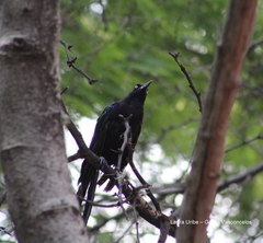 Quiscalus mexicanus