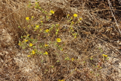 Deinandra corymbosa