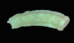 Caecum heptagonum