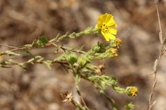 Deinandra corymbosa