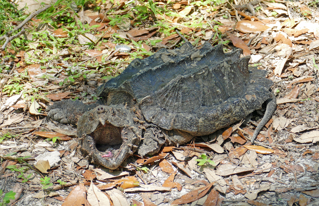 Photograph of Macrochelys suwanniensis