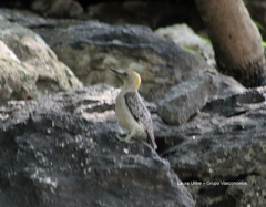 Melanerpes aurifrons